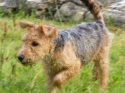 cairland_terrier_20211217_1224200402
